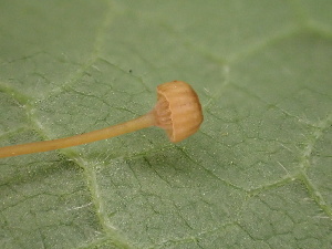  ( - HAY-F-005979)  @11 [ ] by-nc (2023) Dean Lyons Fungal Diversity Survey