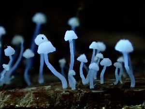  ( - HAY-F-005980)  @11 [ ] by-nc (2023) Dean Lyons Fungal Diversity Survey