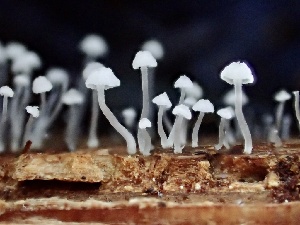  (Hemimycena sp. CA04 - HAY-F-005980)  @11 [ ] by-nc (2023) Dean Lyons Fungal Diversity Survey