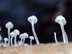  ( - HAY-F-005980)  @11 [ ] by-nc (2023) Dean Lyons Fungal Diversity Survey