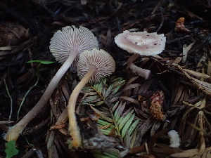  ( - HAY-F-006125)  @11 [ ] by-nc (2023) Dean Lyons Fungal Diversity Survey