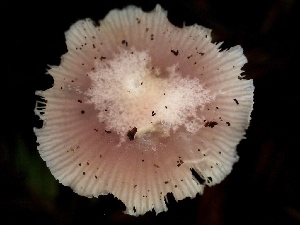  ( - HAY-F-006125)  @11 [ ] by-nc (2023) Dean Lyons Fungal Diversity Survey