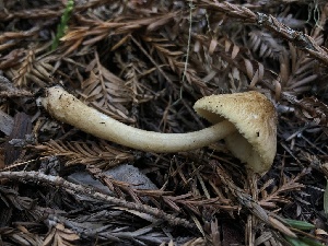  (Pluteus sp. umbrosus-CA01 - HAY-F-006123)  @11 [ ] by-nc (2023) Dean Lyons Fungal Diversity Survey