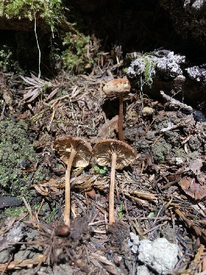  ( - HAY-F-006120)  @11 [ ] by-nc (2023) Dean Lyons Fungal Diversity Survey