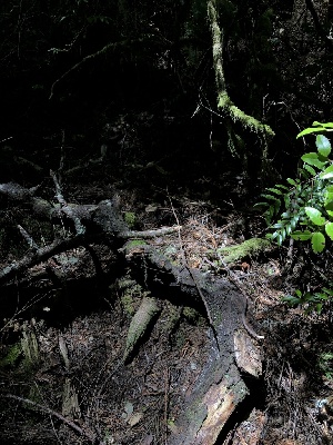  ( - HAY-F-006120)  @11 [ ] by-nc (2023) Dean Lyons Fungal Diversity Survey