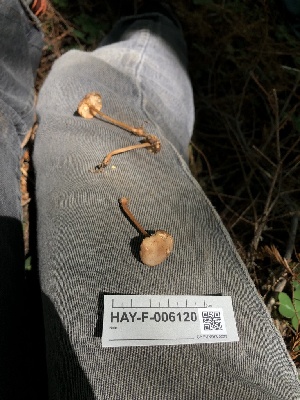  ( - HAY-F-006120)  @11 [ ] by-nc (2023) Dean Lyons Fungal Diversity Survey