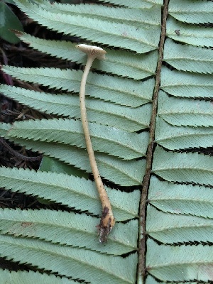  ( - HAY-F-006122)  @11 [ ] by-nc (2023) Dean Lyons Fungal Diversity Survey