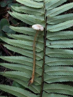  ( - HAY-F-006122)  @11 [ ] by-nc (2023) Dean Lyons Fungal Diversity Survey