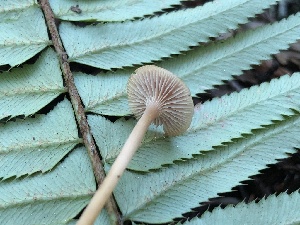  ( - HAY-F-006122)  @11 [ ] by-nc (2023) Dean Lyons Fungal Diversity Survey
