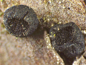  ( - LA-F-000136)  @11 [ ] c (2023) Rudy Diaz Fungal Diversity Survey