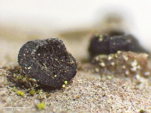  (Patellariales - LA-F-000136)  @11 [ ] c (2023) Rudy Diaz Fungal Diversity Survey