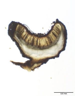 ( - LA-F-000136)  @11 [ ] c (2023) Rudy Diaz Fungal Diversity Survey