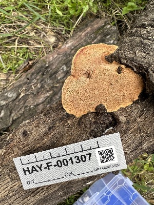  (Hapalopilus - HAY-F-001307)  @11 [ ] by-nc (2023) Aaron Tupac Fungal Diversity Survey