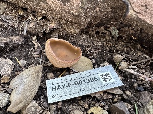  ( - HAY-F-001306)  @11 [ ] by-nc (2023) Aaron Tupac Fungal Diversity Survey