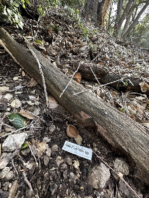  ( - HAY-F-001306)  @11 [ ] by-nc (2023) Aaron Tupac Fungal Diversity Survey