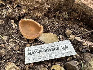  ( - HAY-F-001306)  @11 [ ] by-nc (2023) Aaron Tupac Fungal Diversity Survey