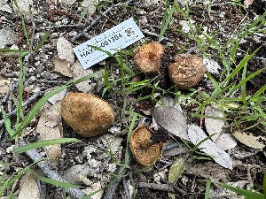  ( - HAY-F-001304)  @11 [ ] by-nc (2023) Aaron Tupac Fungal Diversity Survey