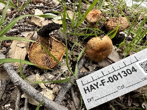  ( - HAY-F-001304)  @11 [ ] by-nc (2023) Aaron Tupac Fungal Diversity Survey