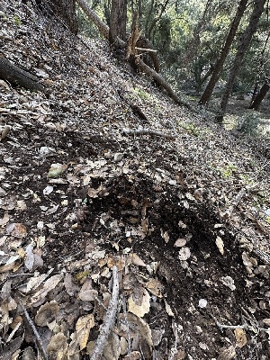  ( - HAY-F-001213)  @11 [ ] by-nc (2023) Aaron Tupac Fungal Diversity Survey
