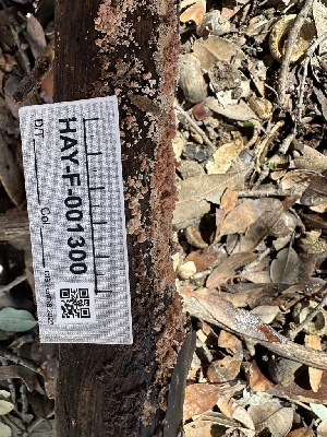  ( - HAY-F-001300)  @11 [ ] by-nc (2023) Aaron Tupac Fungal Diversity Survey
