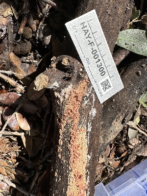  ( - HAY-F-001300)  @11 [ ] by-nc (2023) Aaron Tupac Fungal Diversity Survey