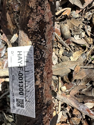  ( - HAY-F-001300)  @11 [ ] by-nc (2023) Aaron Tupac Fungal Diversity Survey