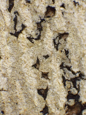  ( - HAY-F-005576)  @11 [ ] c (2023) Rudy Diaz Fungal Diversity Survey