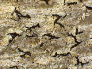  (Neofusicoccum - HAY-F-005576)  @11 [ ] c (2023) Rudy Diaz Fungal Diversity Survey