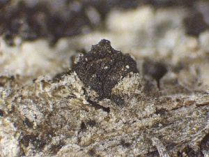  ( - HAY-F-005583)  @11 [ ] c (2023) Rudy Diaz Fungal Diversity Survey