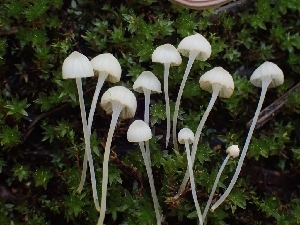  (Hemimycena sp. CA05 - HAY-F-005152)  @11 [ ] by-nc (2023) Sadie Hickey Fungal Diversity Survey