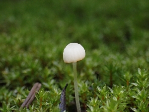  ( - HAY-F-005152)  @11 [ ] by-nc (2023) Sadie Hickey Fungal Diversity Survey