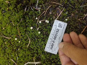  ( - HAY-F-005152)  @11 [ ] by-nc (2023) Sadie Hickey Fungal Diversity Survey