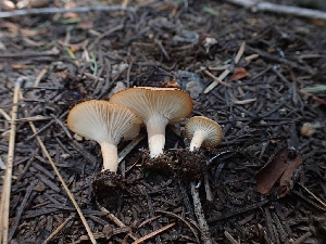  ( - HAY-F-005131)  @11 [ ] by-nc (2023) Sadie Hickey Fungal Diversity Survey