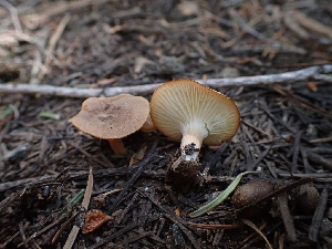  ( - HAY-F-005131)  @11 [ ] by-nc (2023) Sadie Hickey Fungal Diversity Survey