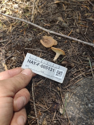  ( - HAY-F-005131)  @11 [ ] by-nc (2023) Sadie Hickey Fungal Diversity Survey