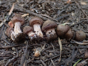  ( - HAY-F-005143)  @11 [ ] by-nc (2023) Sadie Hickey Fungal Diversity Survey