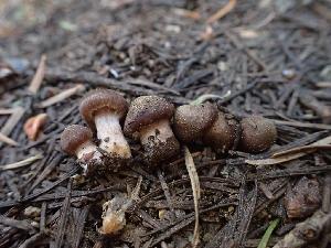  ( - HAY-F-005143)  @11 [ ] by-nc (2023) Sadie Hickey Fungal Diversity Survey