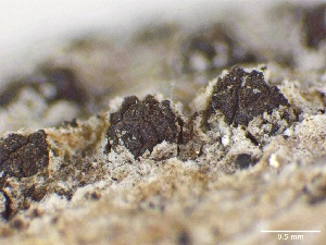  ( - HAY-F-005583)  @11 [ ] c (2023) Rudy Diaz Fungal Diversity Survey