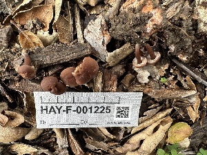  ( - HAY-F-001225)  @11 [ ] by-nc (2023) Aaron Tupac Fungal Diversity Survey