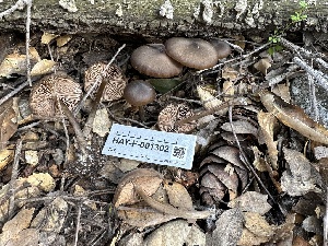  ( - HAY-F-001302)  @11 [ ] by-nc (2023) Aaron Tupac Fungal Diversity Survey