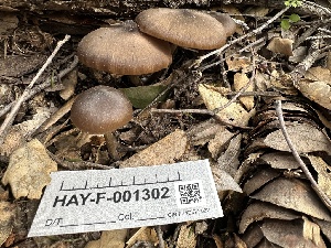  ( - HAY-F-001302)  @11 [ ] by-nc (2023) Aaron Tupac Fungal Diversity Survey