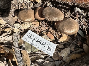  ( - HAY-F-001302)  @11 [ ] by-nc (2023) Aaron Tupac Fungal Diversity Survey