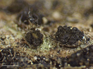  ( - HAY-F-005586)  @11 [ ] c (2023) Rudy Diaz Fungal Diversity Survey