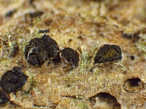  ( - HAY-F-005586)  @11 [ ] c (2023) Rudy Diaz Fungal Diversity Survey