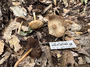  (Psathyrella praetenuis - HAY-F-001308)  @11 [ ] by-nc (2023) Aaron Tupac Fungal Diversity Survey