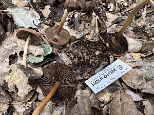  ( - HAY-F-001308)  @11 [ ] by-nc (2023) Aaron Tupac Fungal Diversity Survey