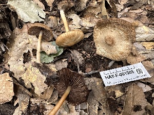  ( - HAY-F-001308)  @11 [ ] by-nc (2023) Aaron Tupac Fungal Diversity Survey