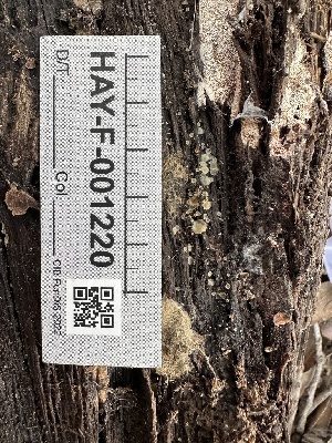  (Hyalorbilia sp. CA03 - HAY-F-001220)  @11 [ ] by-nc (2023) Aaron Tupac Fungal Diversity Survey
