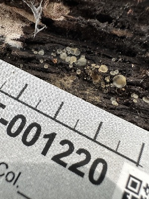  ( - HAY-F-001220)  @11 [ ] by-nc (2023) Aaron Tupac Fungal Diversity Survey