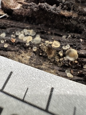  ( - HAY-F-001220)  @11 [ ] by-nc (2023) Aaron Tupac Fungal Diversity Survey
